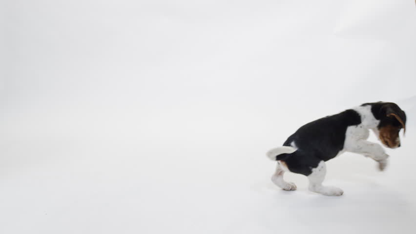 Beagle Pup Running Across Screen Stock Footage Video 100 Royalty Free 1007656534 Shutterstock