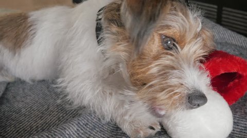 Wire Haired Terrier Stock Video Footage 4k And Hd Video Clips