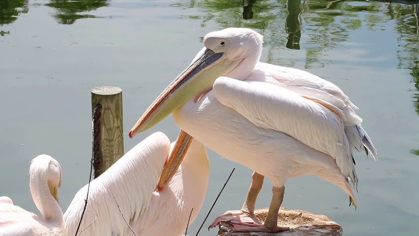Header of pelican