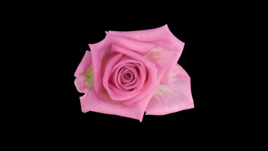montage of nine opening colorful roses time lapse 8c1 in png format how to format a montage