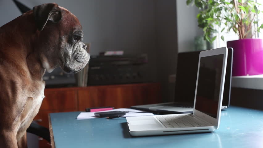 Boxer Dog Sitting At The Stock Footage Video 100 Royalty Free