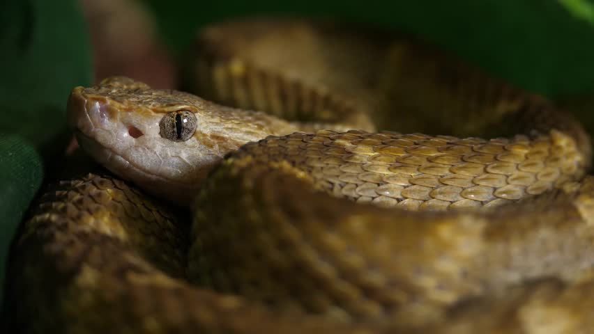 Header of viper