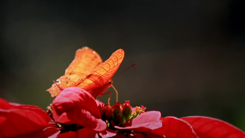 Header of Lepidoptera
