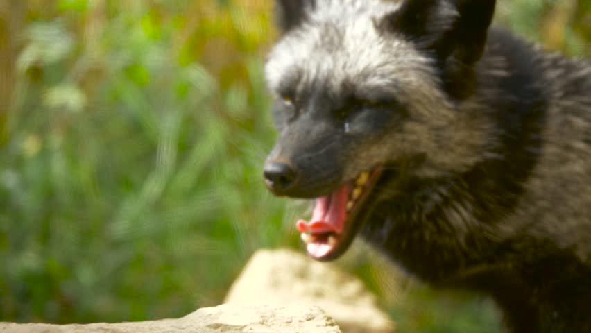 Stock Video Clip Of A Silver Fox Watches Something Off Camera 4k00 07a Silver Fox Pants In The Sun And Then Looks At Something