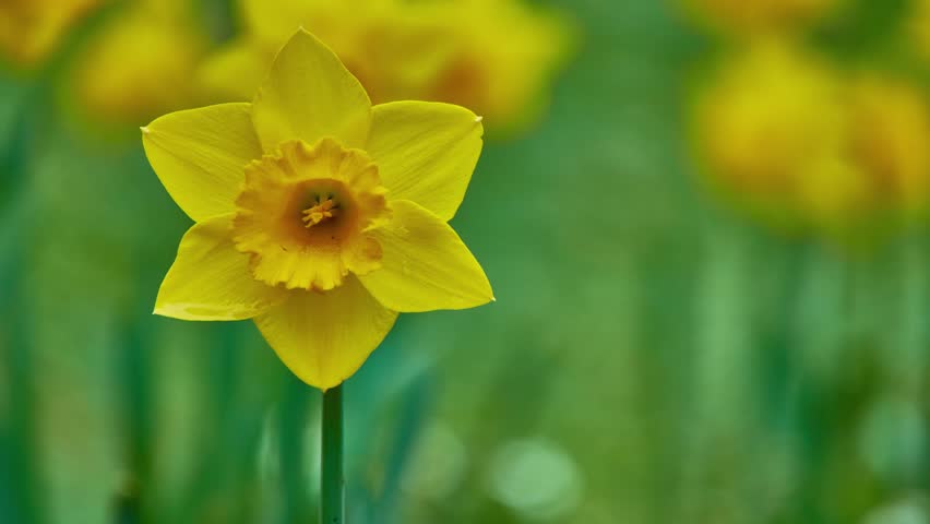 Header of daffadowndilly