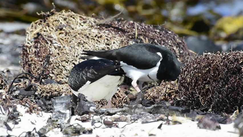 Header of oystercatcher