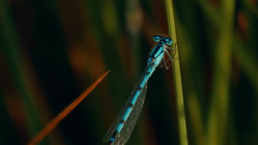 Damselfly on Blade of Grass image - Free stock photo - Public Domain ...