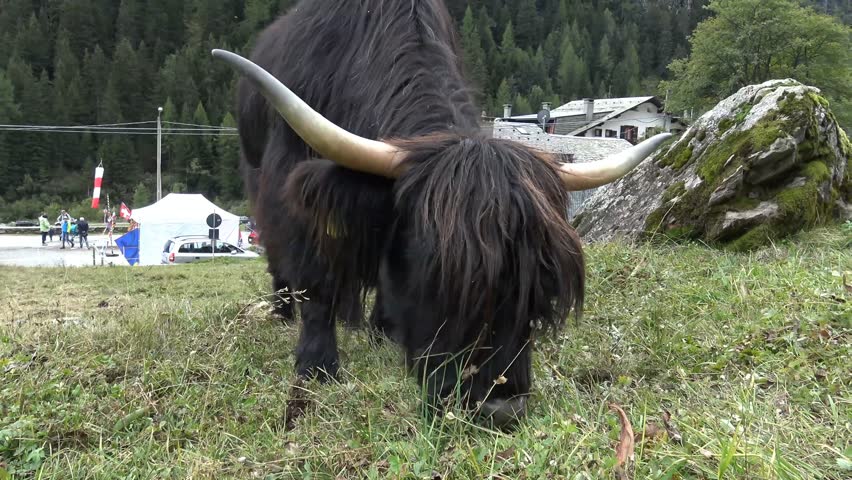 Header of yak