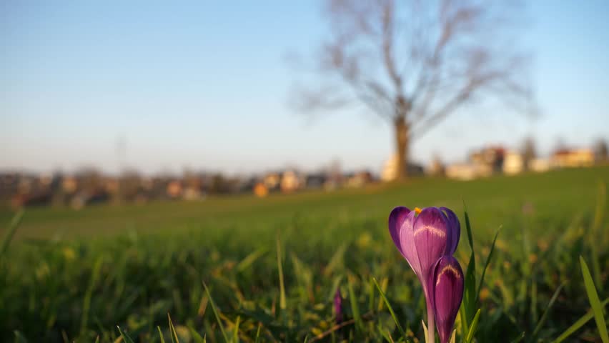 Header of Crocus