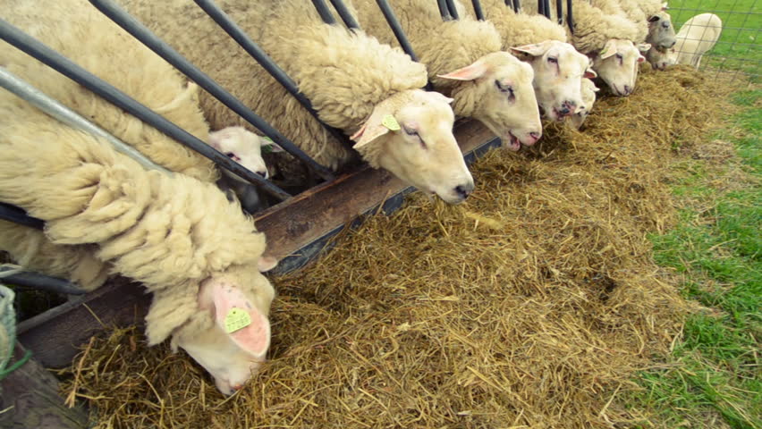 Sheep Eating Clean Hay From Stock Footage Video 100 Royalty