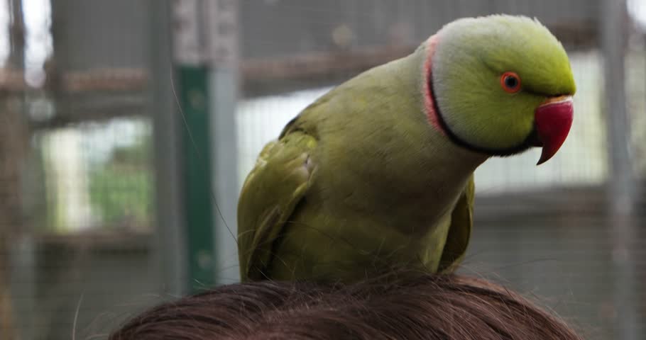 Header of ringneck