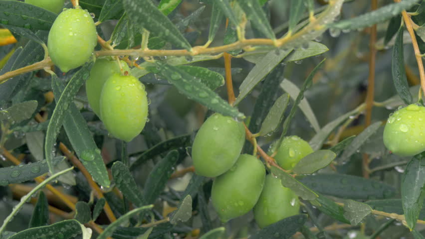 Olives. Оливки чупадерос. Оливковое дерево с плодами. Оливки и маслины. Влажная оливка.