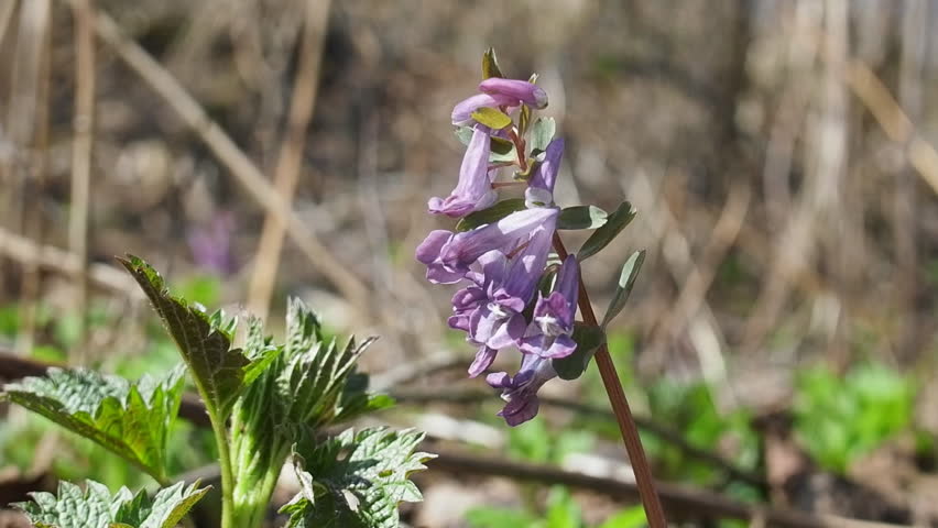 Header of mesophyte