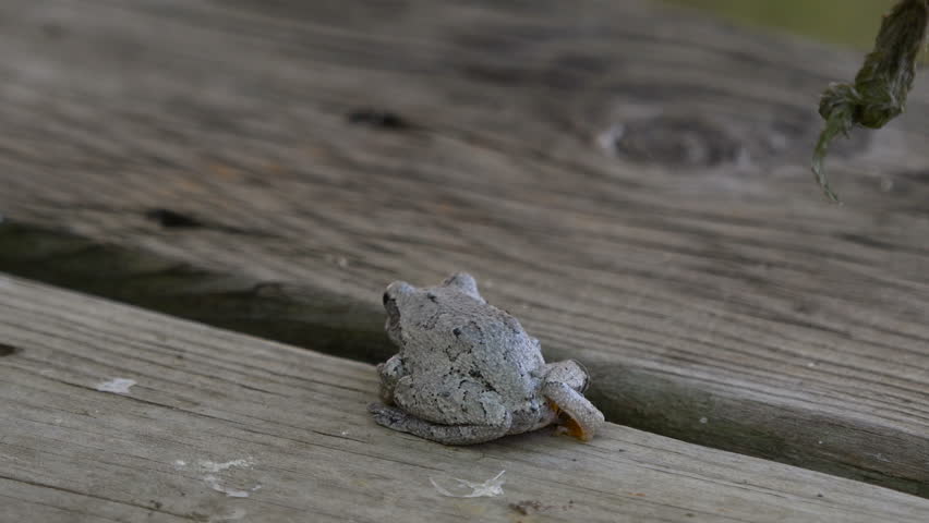 Header of hyla