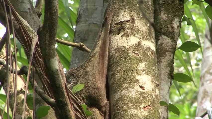Header of colugo