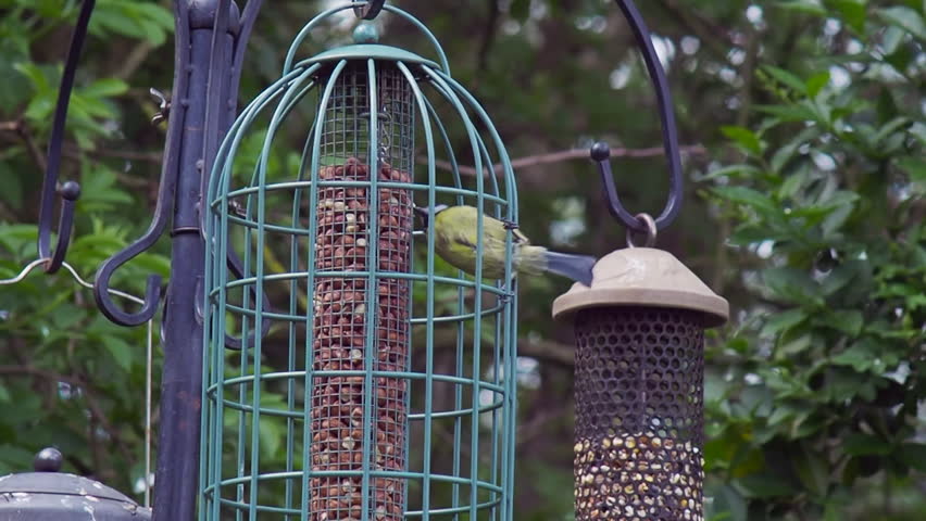 Hd00 13great Tit Bird On Feeder In English Countryside Uk