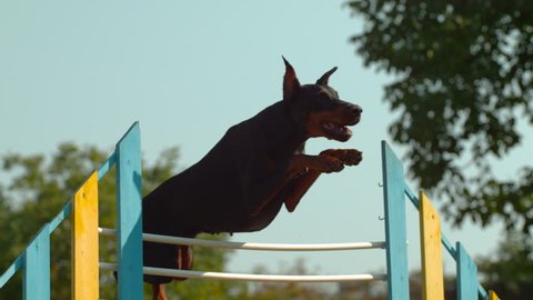 can doberman jump a fence