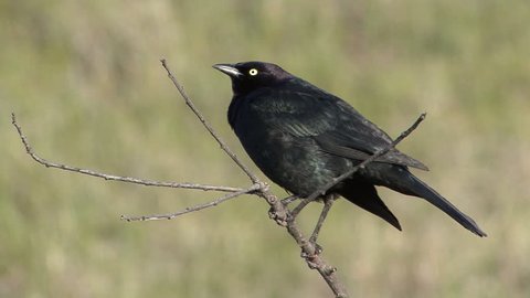 Common Grackle Male Adult Lone Calling Singing Song in Spring Calling Singing in South Dakota