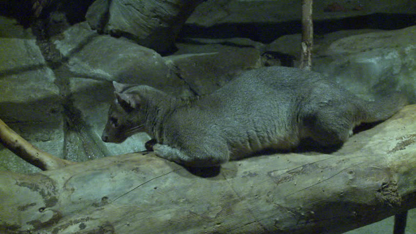 Header of fossa