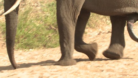 480px x 270px - African elephant bull male adult lone walking dry season feet legs penis in  south africa