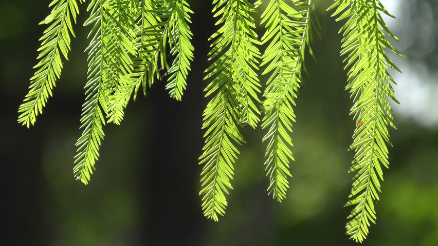 Header of cedar