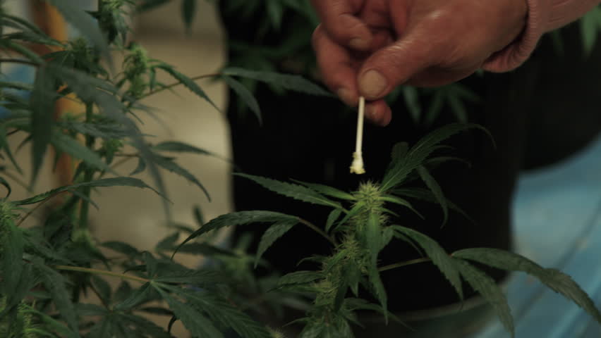 Header of grower