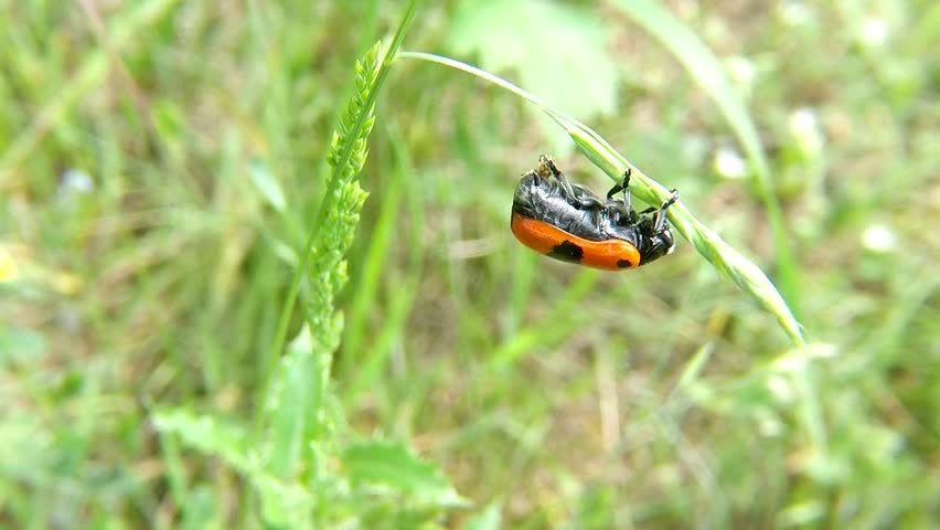 Header of froghopper