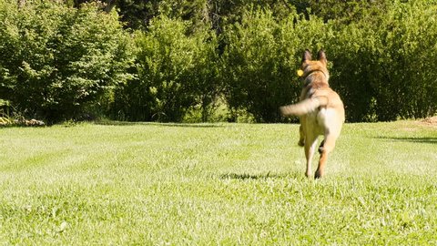 Curious Smiling Shiba Inu Dog Stock Footage Video 100