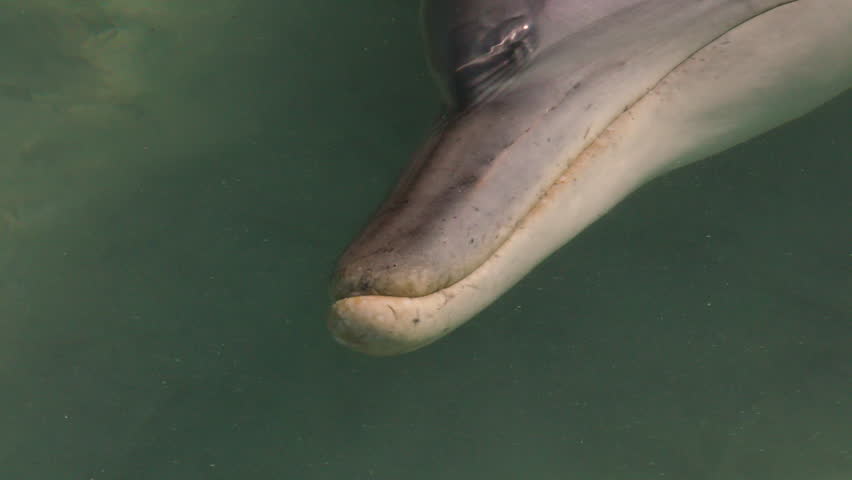 A medium shot of dolphins swimming under the water. Camera tracks the movement of the dolphin