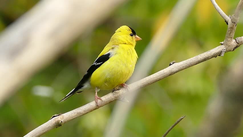 Yellow Finch on branch image - Free stock photo - Public Domain photo ...