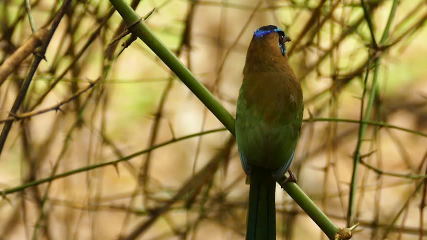 Motmot Flying - unique rare bird