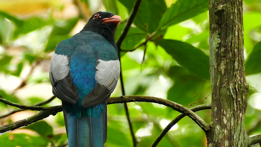 Header of trogon massena