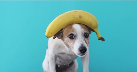 Jack Russell Dog Balancing Banana Stock Footage Video (100 ...
