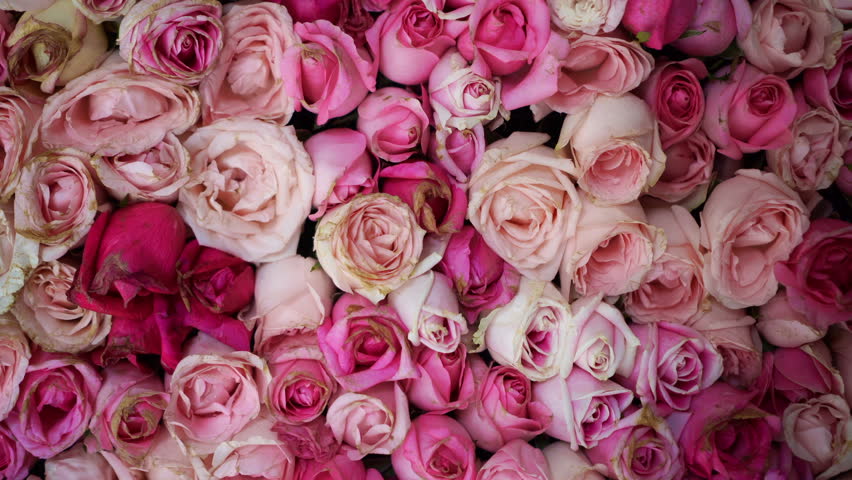 Pastel Pink And White Roses Stock Footage Video 100 Royalty