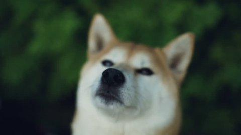 Close Up Slow Motion Portrait Of Adorable Dog Shiba Inu Looking At Camera And Licking Its Mouth And Nose With Pink Tongue Animals And Nature Concept