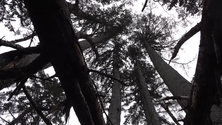 Scenery from Olympic National Park in Washington image - Free stock ...