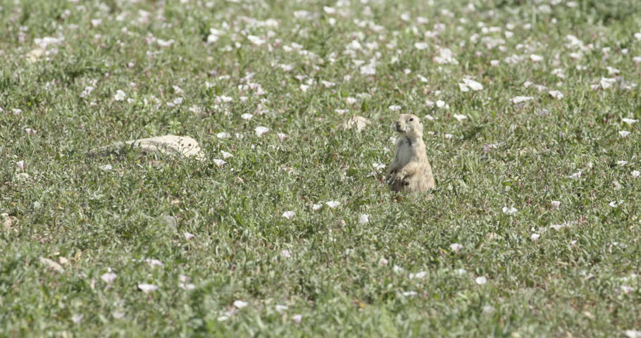 Prairie Dog Standing Up image - Free stock photo - Public Domain photo ...