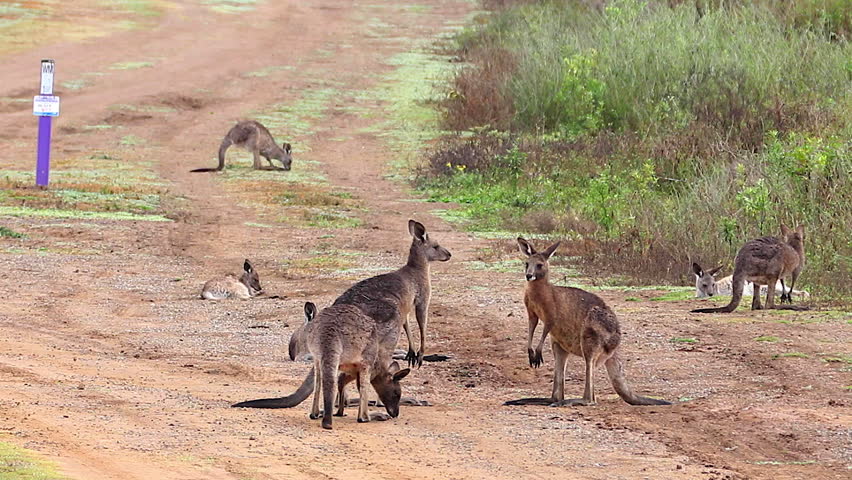 kangaroos-fighting-image-free-stock-photo-public-domain-photo-cc0