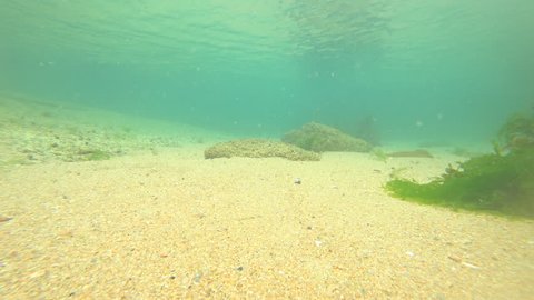 Bottom Feeder Stock Video Footage 4k And Hd Video Clips