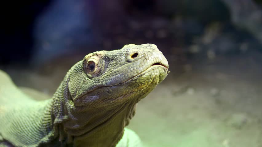 Giant Lizard Dinosaur head image - Free stock photo - Public Domain ...