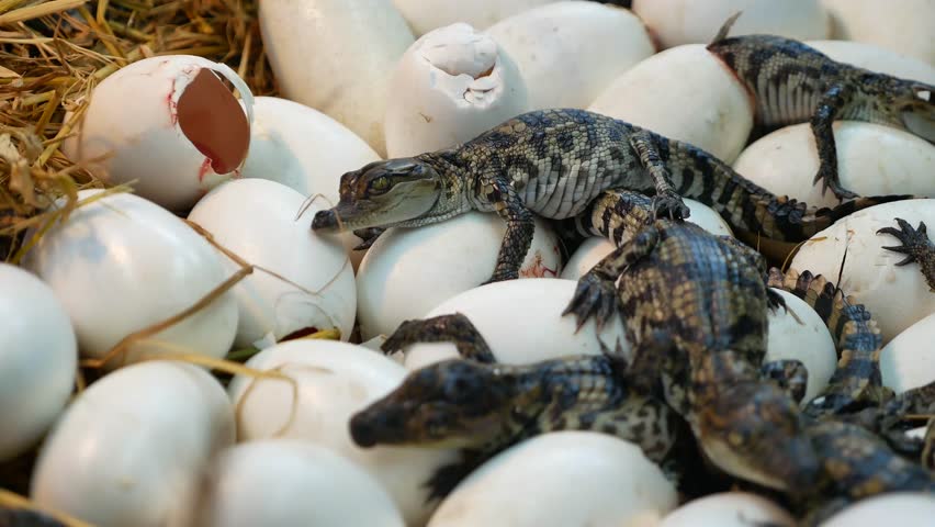 Crocodile from Hatching Eggs. Stock Footage Video (100% Royalty ...