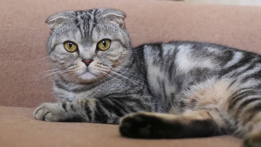 Scottish Fold And Scottish Straight Stock Footage Video 100
