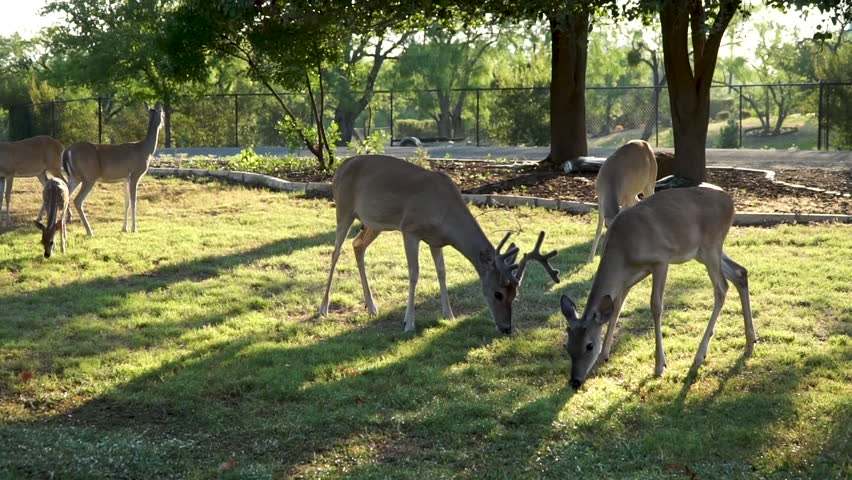 Image result for Public Domain photos of deer in yard