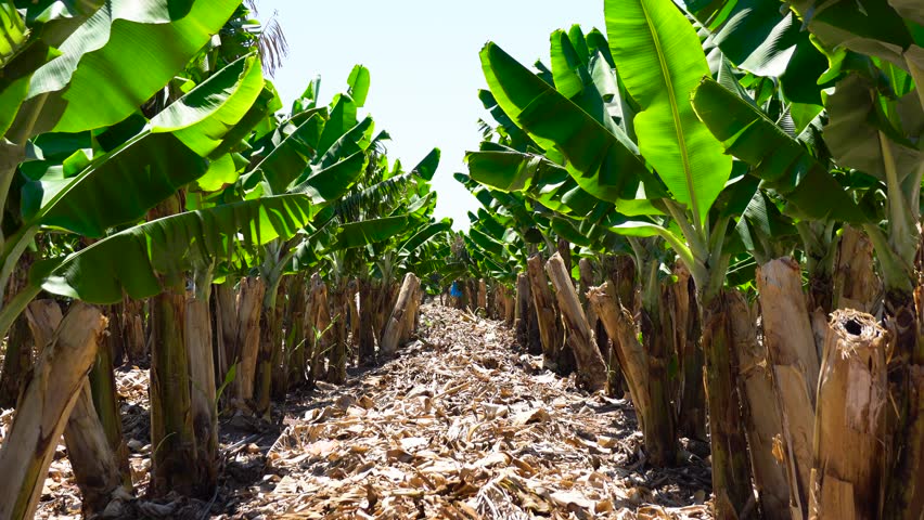 All Road Signs >> Banana Plantation. Banana Farm. Young Stock Footage Video ... All Road Signs >> Banana Plantation. Banana Farm. Young Stock Footage Video ...