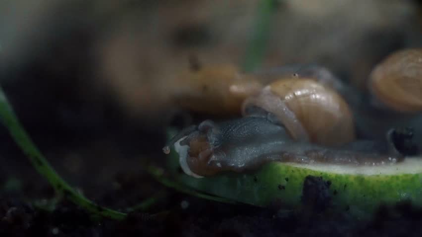 Axolotl cookie cutterAmbystoma mexicanum Mexican Walking Fish salamander pet
