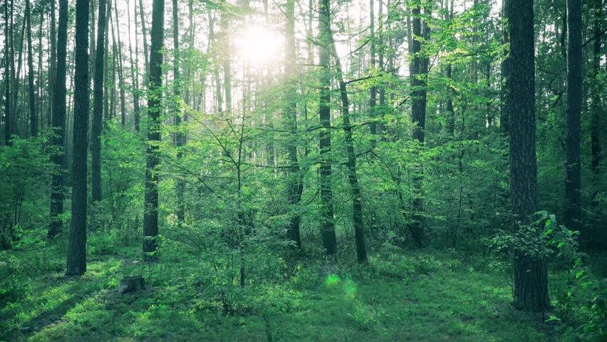 Beautiful Nature Forest Trees Green Stock Footage Video ...