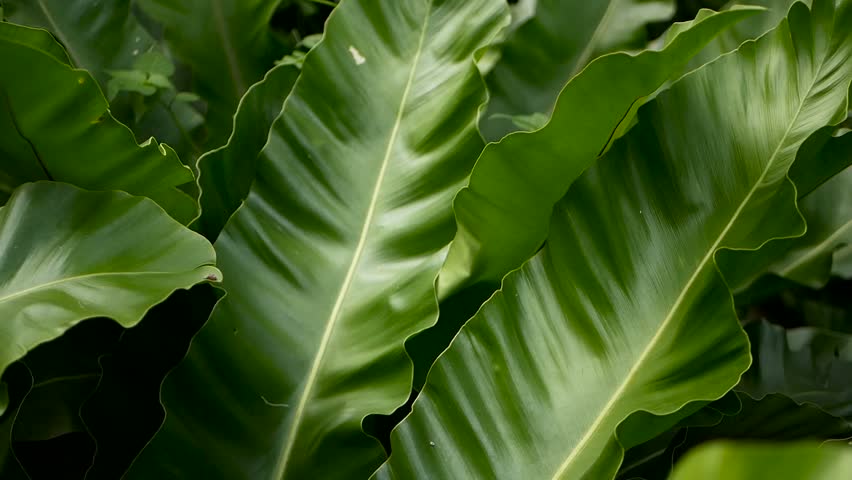 Bird's Nest fern, Asplenium nidus. Wild Paradise rainforest jungle plant as natural floral background. Abstract texture close up of fresh exotic tropical green fresh curly leaves in fantasy dark woods