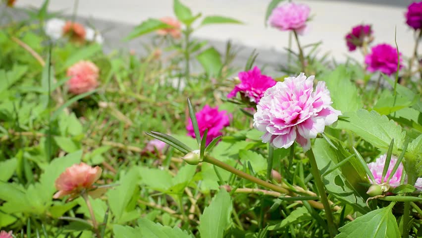 Are there roses in japan