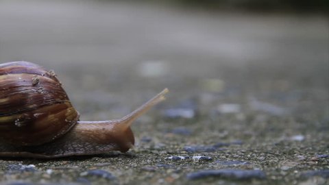 Time lapse, big snail, Burgundy snail, edible snail or escargot in shell crawling on road. HD