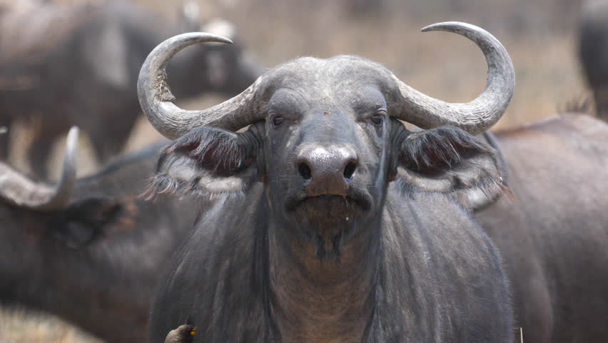 female-water-buffalo-stock-video-footage-4k-and-hd-video-clips